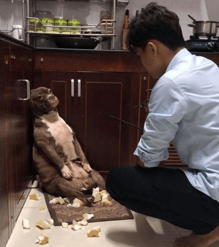애니멀플래닛