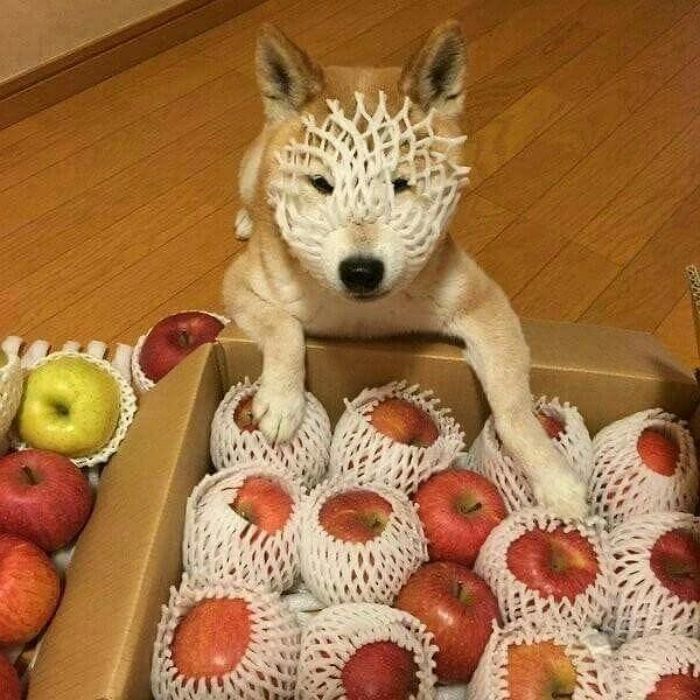 애니멀플래닛