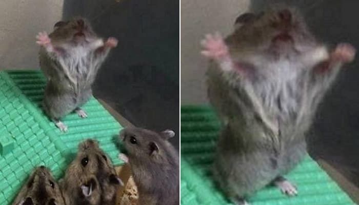 애니멀플래닛