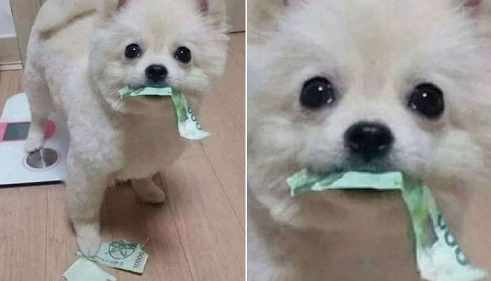 애니멀플래닛