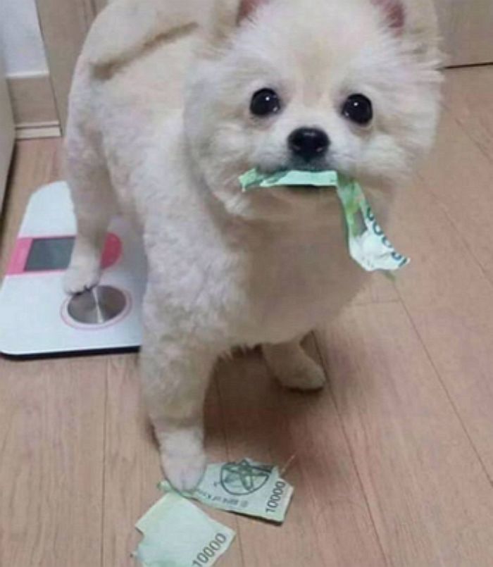 애니멀플래닛