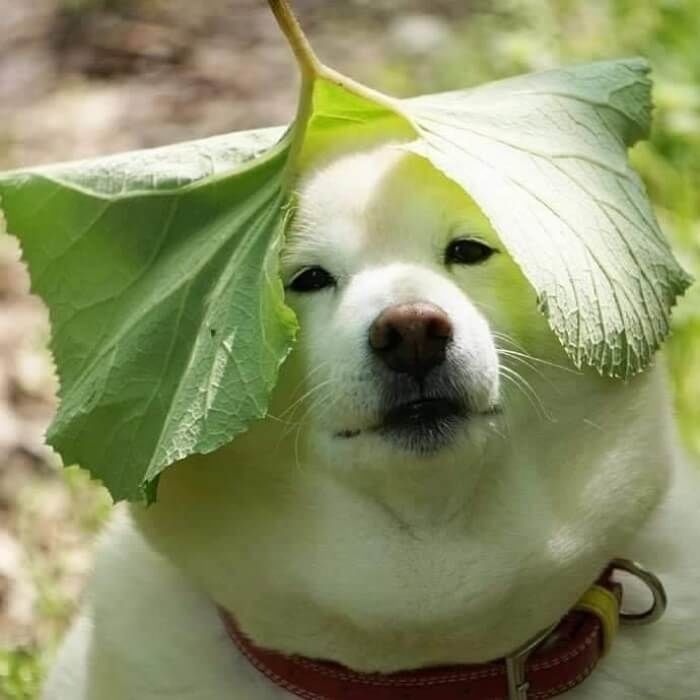 애니멀플래닛