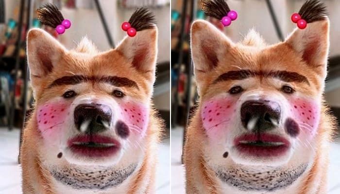 애니멀플래닛
