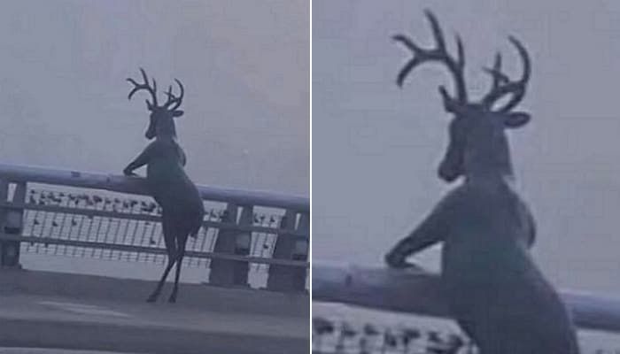 애니멀플래닛
