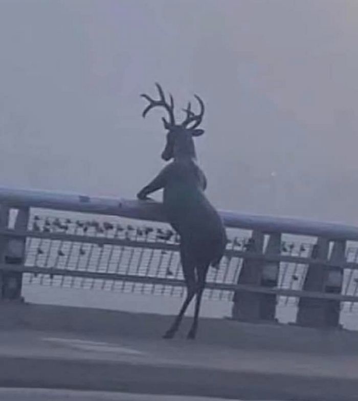 애니멀플래닛