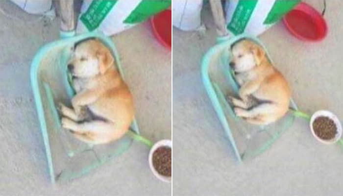애니멀플래닛