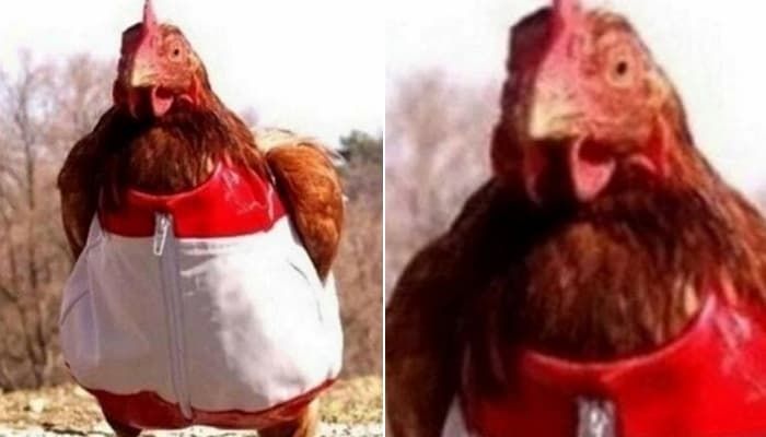 애니멀플래닛