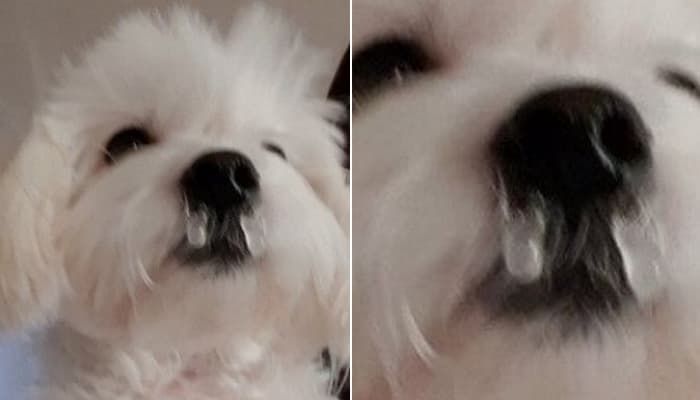 애니멀플래닛