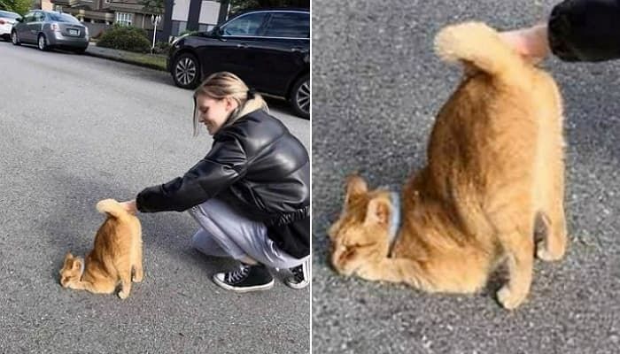 애니멀플래닛