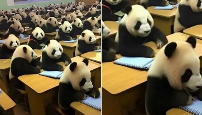 애니멀플래닛