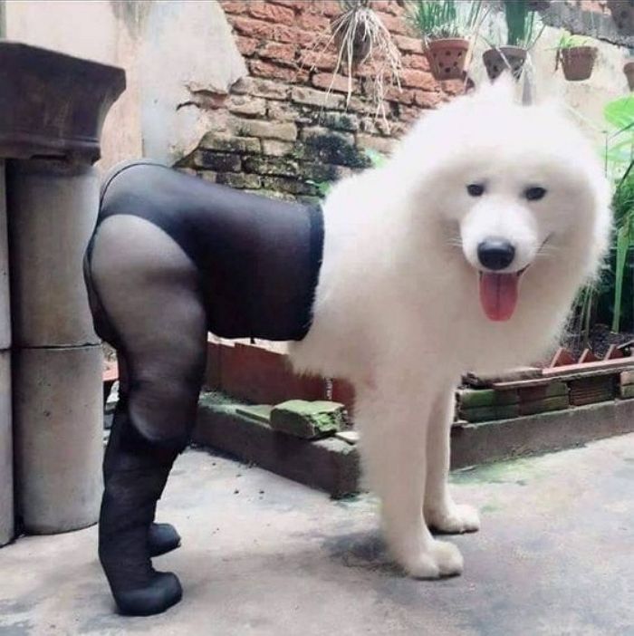 애니멀플래닛