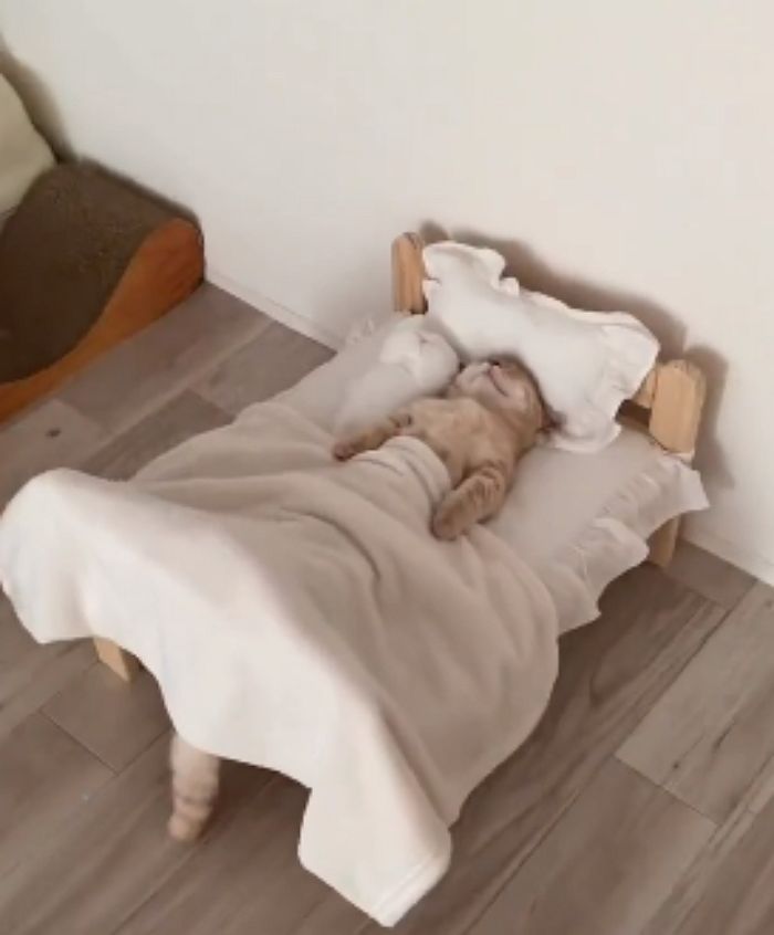 애니멀플래닛