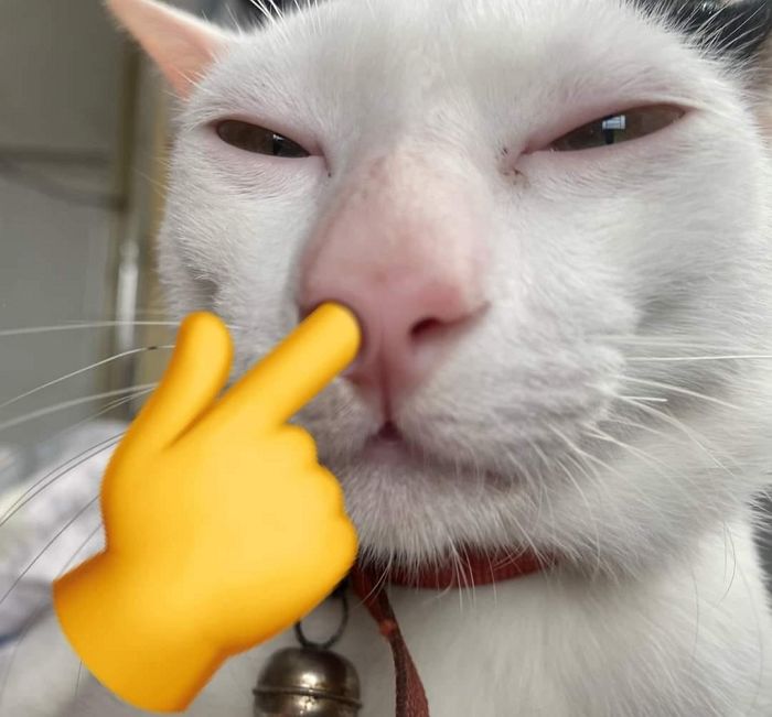 애니멀플래닛