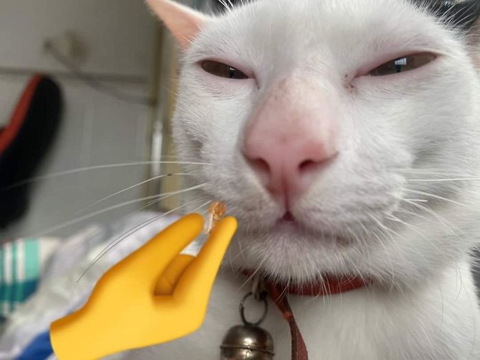 애니멀플래닛