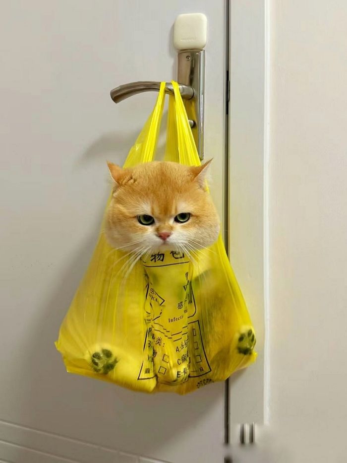 애니멀플래닛