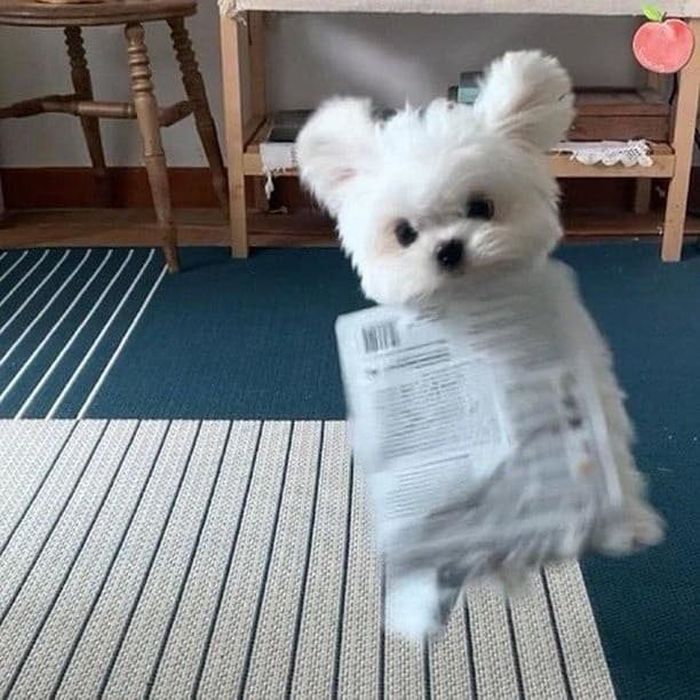 애니멀플래닛