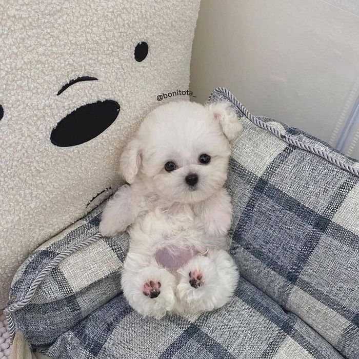애니멀플래닛
