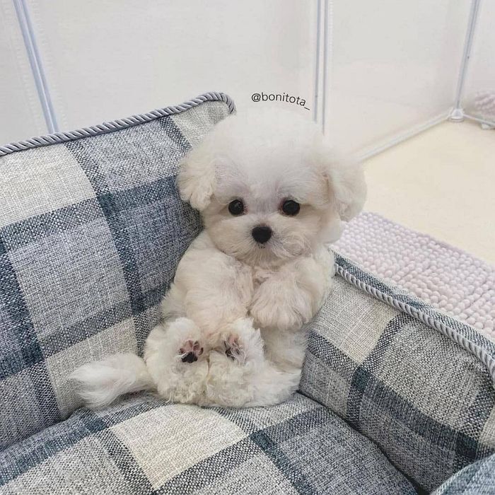 애니멀플래닛