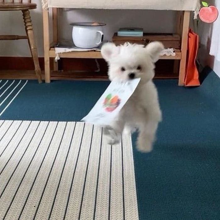 애니멀플래닛