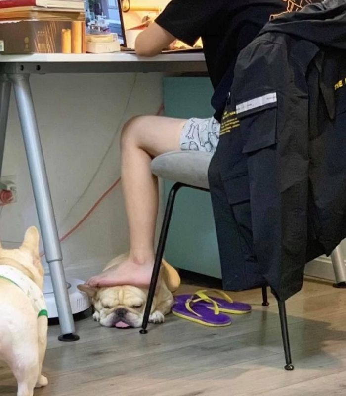 애니멀플래닛