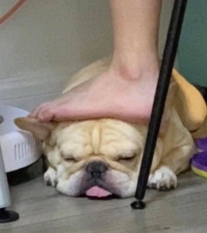애니멀플래닛