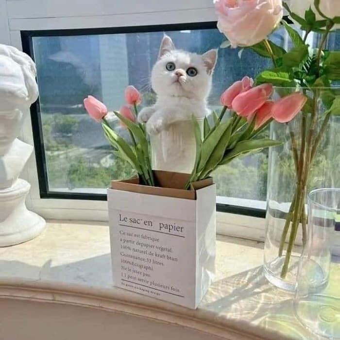애니멀플래닛