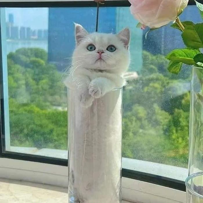 애니멀플래닛