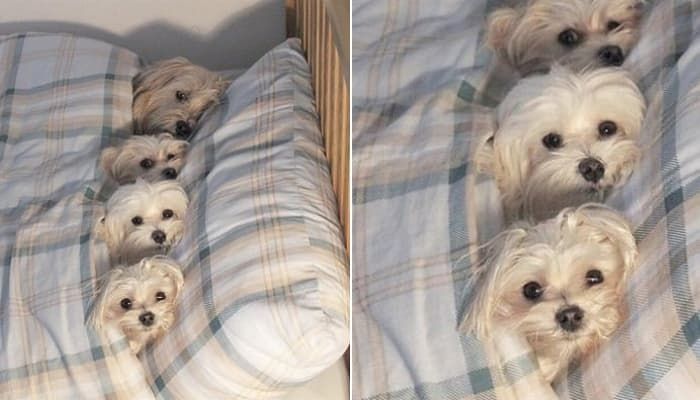 애니멀플래닛