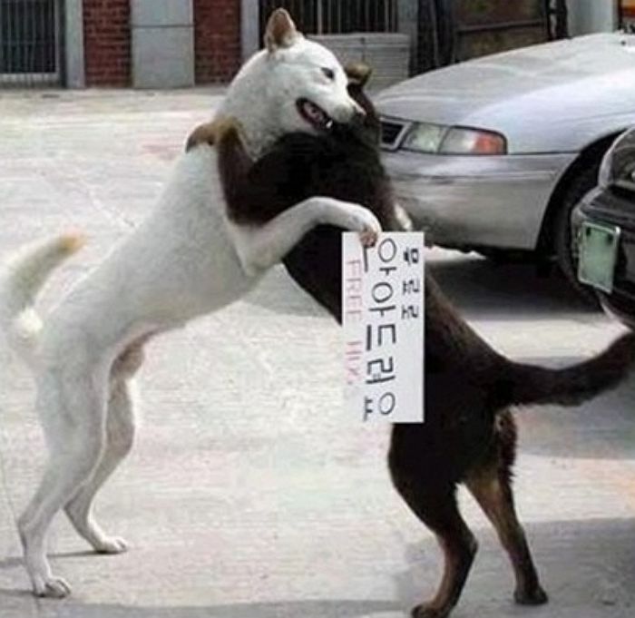 애니멀플래닛