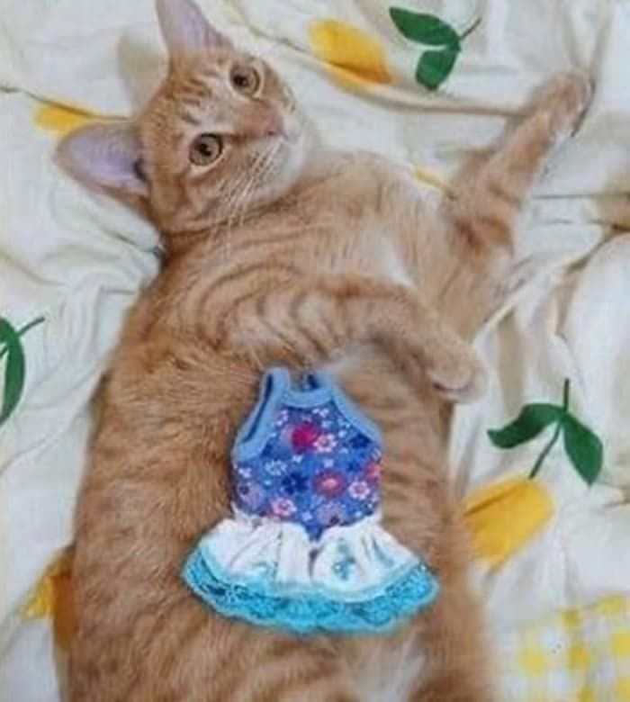 애니멀플래닛