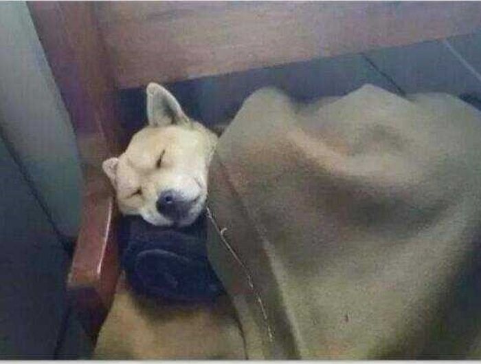 애니멀플래닛