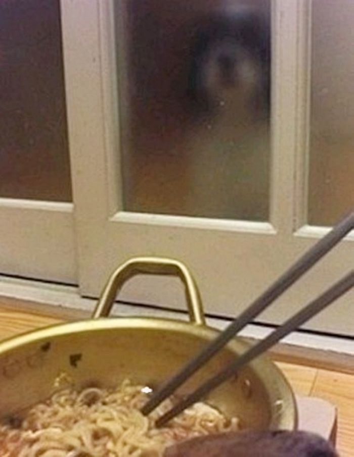 애니멀플래닛