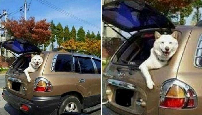 애니멀플래닛