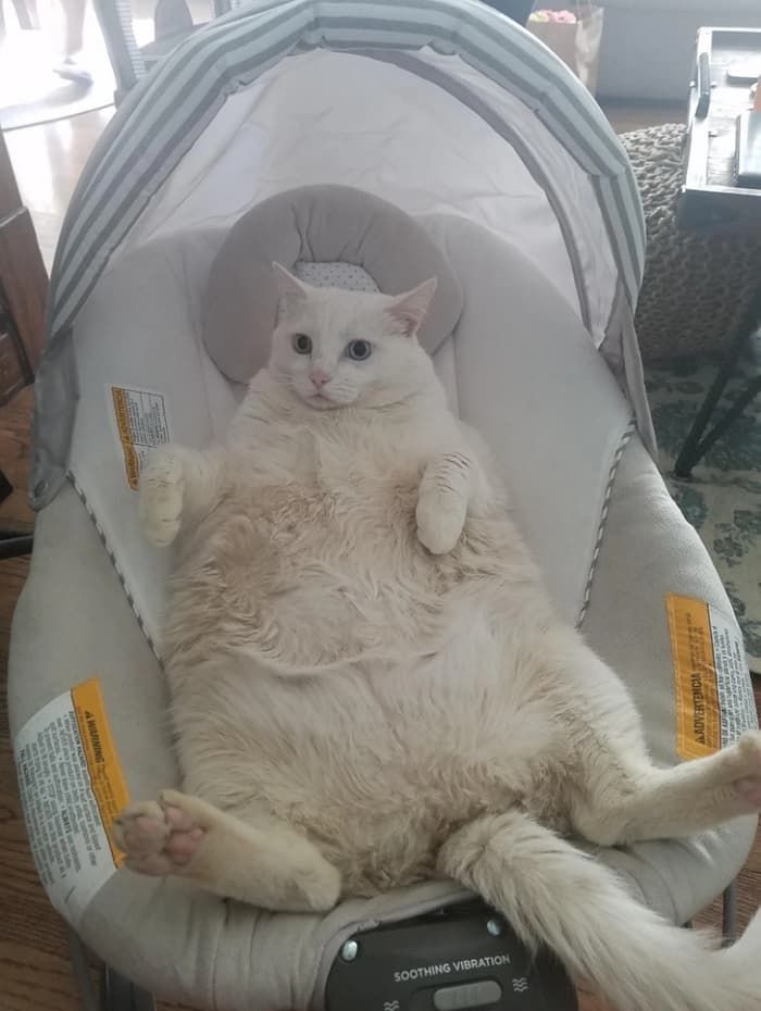 애니멀플래닛