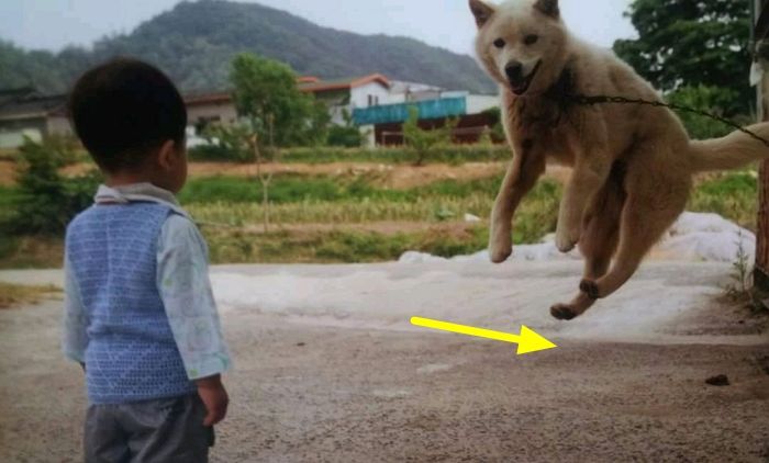애니멀플래닛