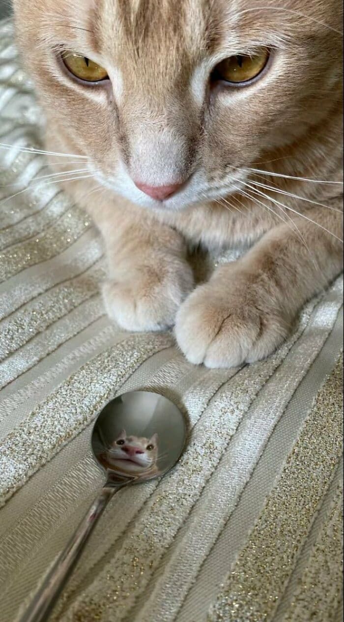 애니멀플래닛