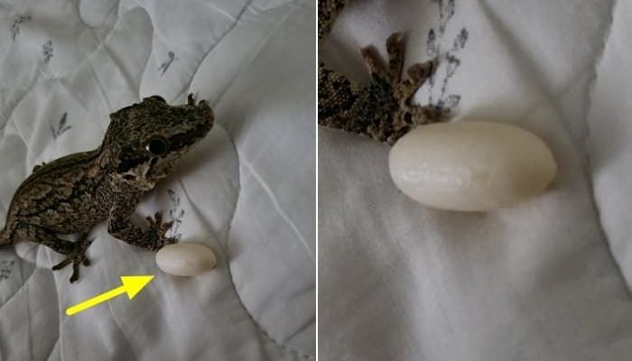 애니멀플래닛