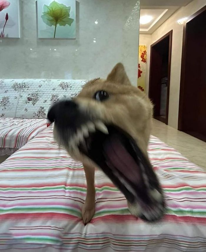 애니멀플래닛