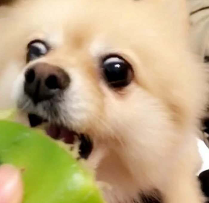 애니멀플래닛