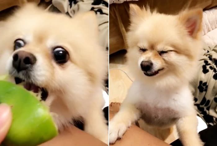 애니멀플래닛