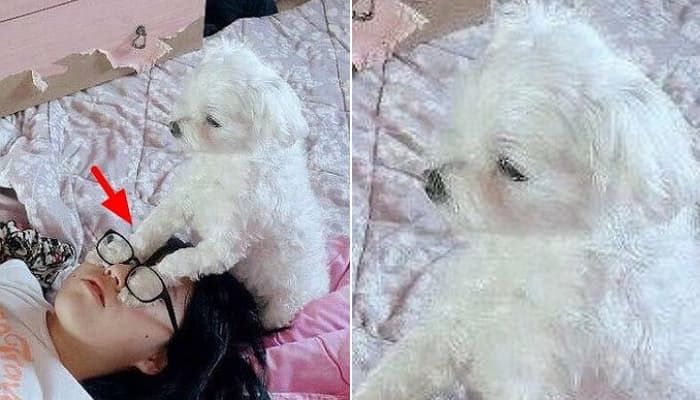 애니멀플래닛