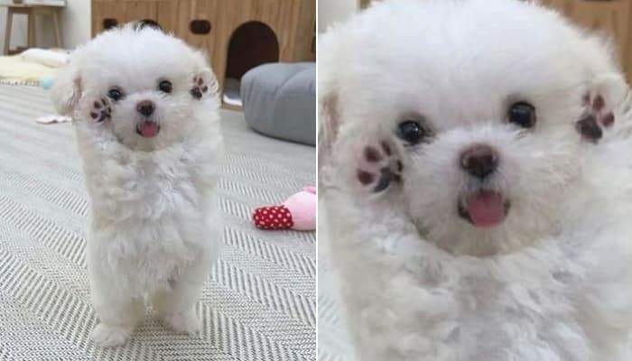 애니멀플래닛