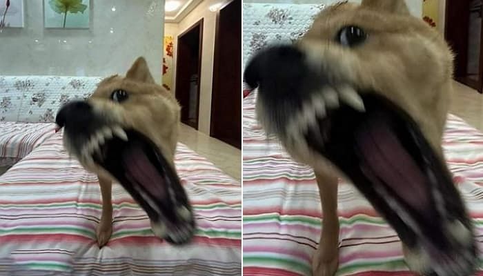 애니멀플래닛