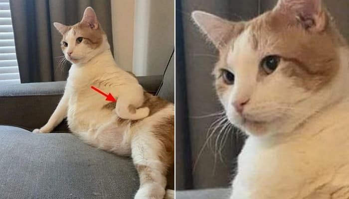 애니멀플래닛