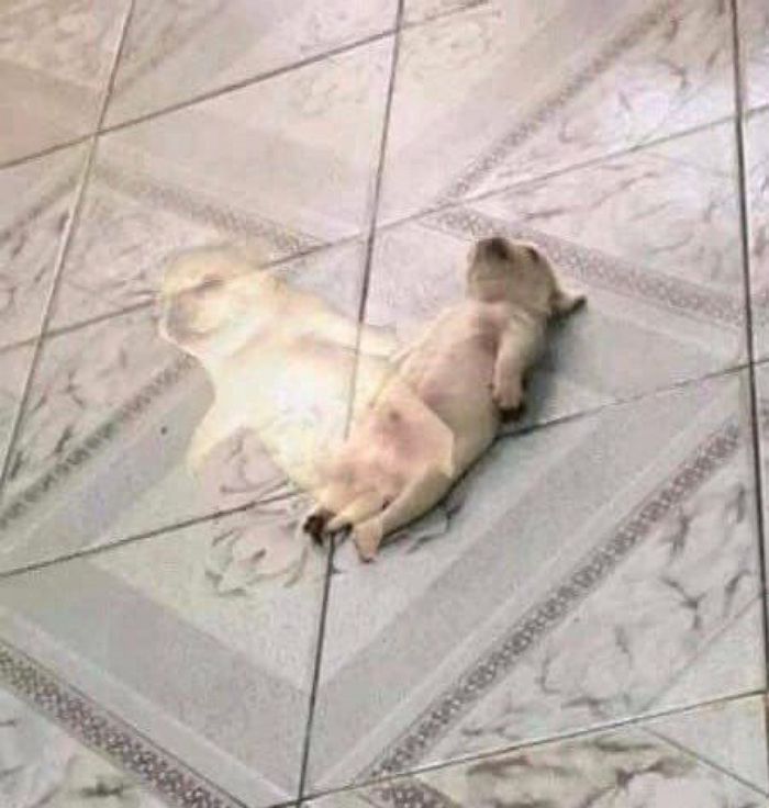 애니멀플래닛