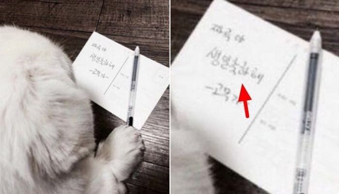 애니멀플래닛