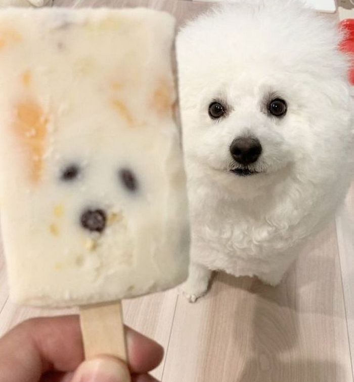 애니멀플래닛