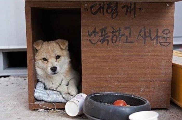 애니멀플래닛