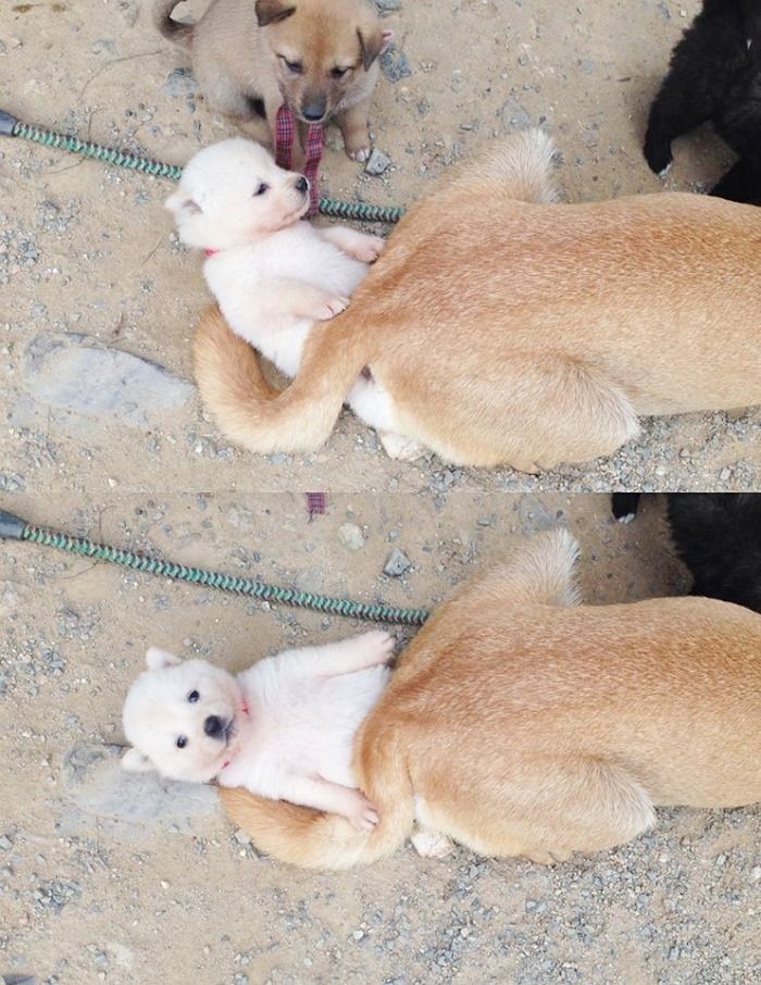 애니멀플래닛