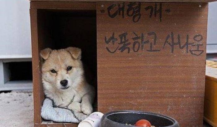 애니멀플래닛